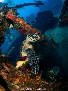 Levity

Hawksbill Turtle - Eretmochelys imbricata

Li... by Stefan Follows 